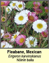 fleabane,mexican (ninn balla)