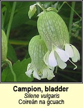 campion,bladder (coiren na gcuach)