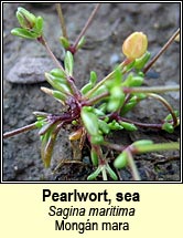 pearlwort,sea (mongn mara)