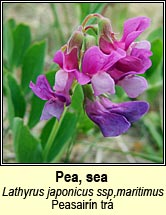 pea,sea (peasairn tr)