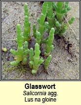 glasswort (lus na gloine)