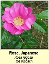 rose,japanese (rs rscach)