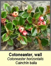 cotoneaster,wall (cainchn balla)