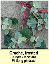 orache,frosted (eilifleog phlrach)