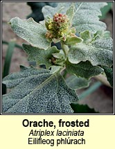 orache,frosted (eilifleog phlrach)