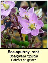 sea-spurrey,rock (cabris na gcloch)