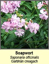 soapwort (garbhn creagach)