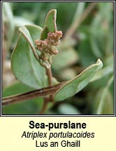 sea-purslane (lus an Ghaill)