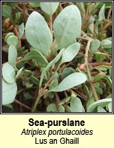 sea-purslane (lus an gaill)