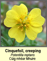 cinquefoil,creeping (cig mhar mhuire)