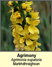 agrimony (marbhdhraighean)