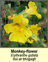 monkey-flower (bu an bhogaigh)