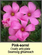 pink-sorrel (seamsg ghlineach)
