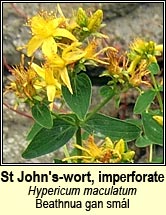 st johns-wort,imperforate (beathnua gan sml)