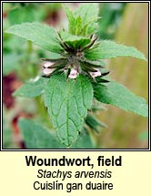 woundwort,field (cuisln gan duaire)