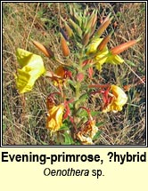 evening-primrose,large-flowered (coinneal oíche mhór)