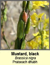 mustard,black (praiseach dhubh)