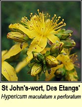 st johns-wort,des etangs