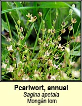 pearlwort,annual (mongn lom)