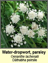 water-dropwort,parsley (dthabha peirsile)