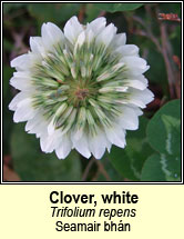 clover,white (seamair bhán)