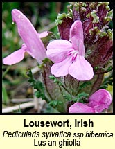 lousewort,irish