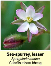 sea-spurrey,lesser (cabris mhara bheag)