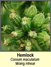 hemlock (moing mhear)