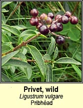 privet,wild (pribhad)