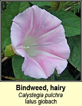 bindweed,hairy (ialus giobach)