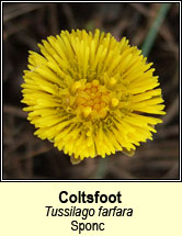 coltsfoot (Sponc)