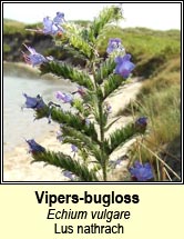 vipers-bugloss (lus nathrach)