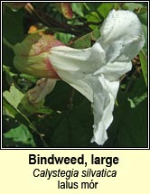 bindweed,large (ialus mr)