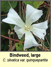 bindweed,large (ialus mr)