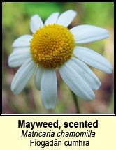 mayweed,scented (fogadn cumhra)