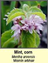 mint,corn (mismn arbhair)