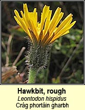 hawkbit,rough (crg phortin bheag)