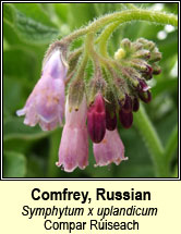 comfrey, russian (compar ruisech)
