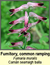 fumitory,common ramping (camn searraigh balla)