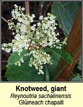 knotweed,giant (glúineach chapaill)