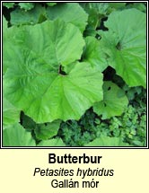 butterbur (galln mr)