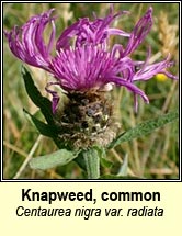 knapweed,common, radiate form
