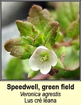 speedwell,green field (lus cr lana)