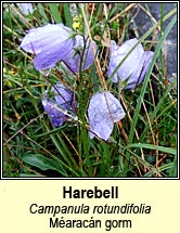 harebell (méaracán gorm)
