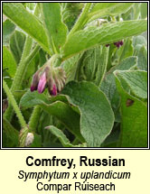 comfrey, russian (compar ruisech)