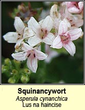 squinancywort (lus an haincise)