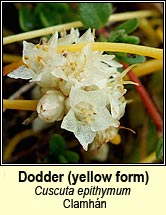 dodder,common (clamhn)