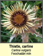 thistle,carline (feochadn mn)