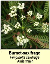 burnet-saxifrage (ains fhiin)