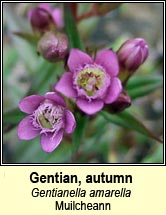 gentian,autumn (muilcheann)